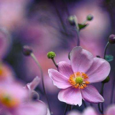 半岛彩票App下载